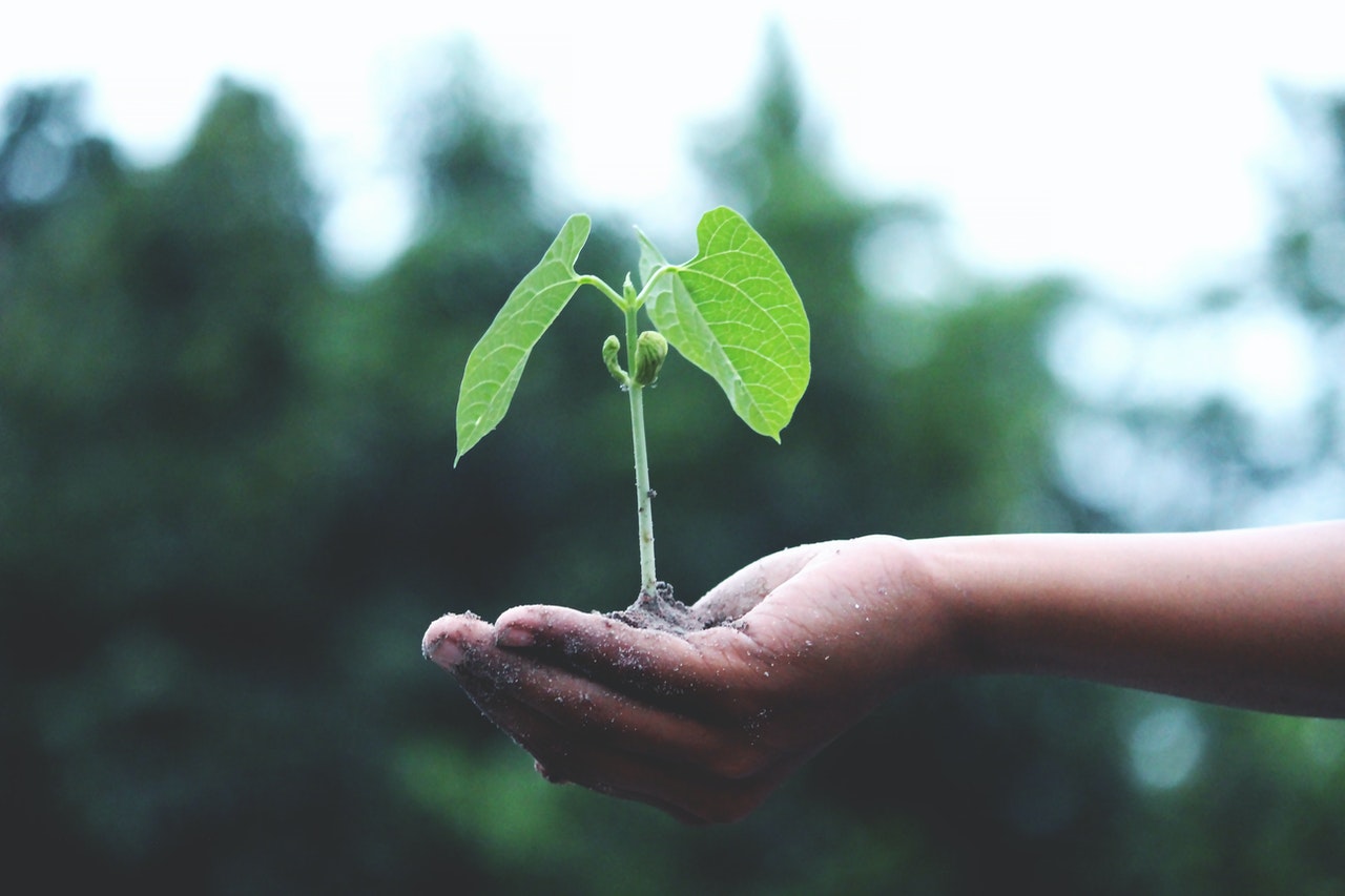 hand holding sprouting plant - acupuncture regrowth